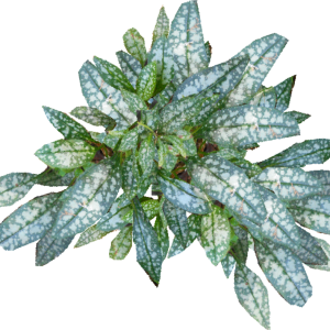 PULMONARIA VBLANCA
