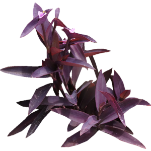 RODEO PURPURA TRADESCANTIA