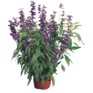 SALVIA O LIBERALITO B-7