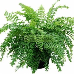 HELECHO COLA DE PEZ CNT N.03