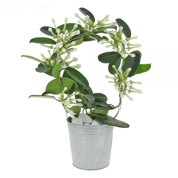 JAZMIN MADAGASCAR